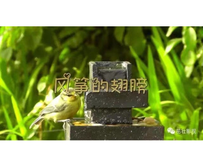 《風(fēng)箏的翅膀》MV